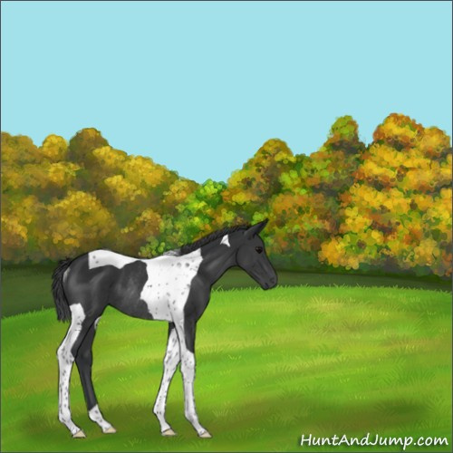 Horse Color:Black Tobiano Rabicano 