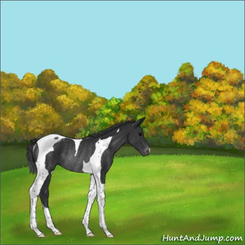 Horse Color:Black Tobiano Appaloosa Rabicano 