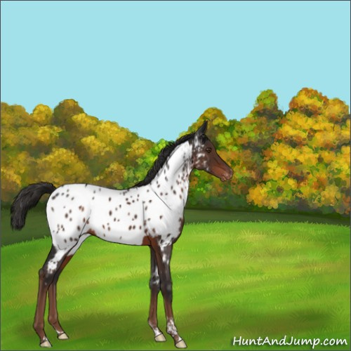 Horse Color:Liver Chestnut Tobiano Appaloosa Rabicano 