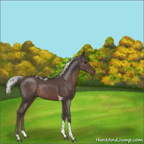 Horse Color:Silver Black Tobiano Rabicano 