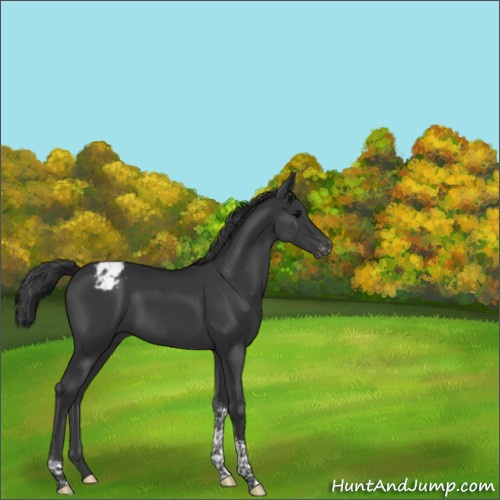 Horse Color:Black Tobiano Appaloosa Rabicano 