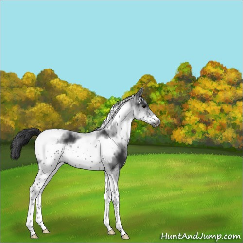 Horse Color:White Spotted Black Tobiano Frame Rabicano 