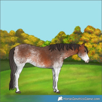 Horse Color:White Spotted Bay 