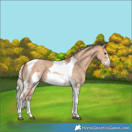 Horse Color:Silver Bay Dun Sabino Tobiano Frame Rabicano 