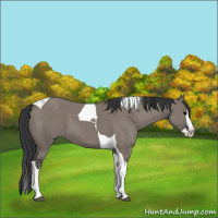 Horse Color:Grullo Splash Tobiano