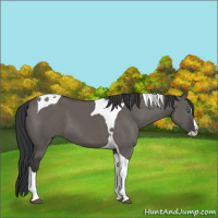 Horse Color:Grullo Splash Tobiano