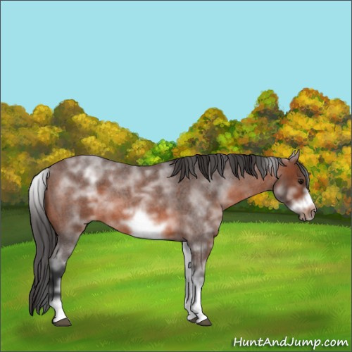 Horse Color:White Spotted Brown Roan Frame 