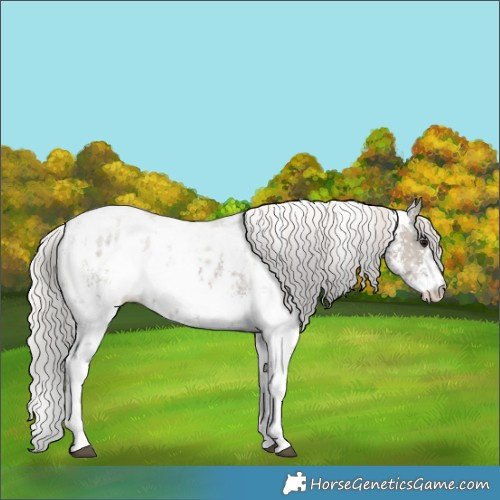 Horse Color:Silver Grullo Sabino Appaloosa
