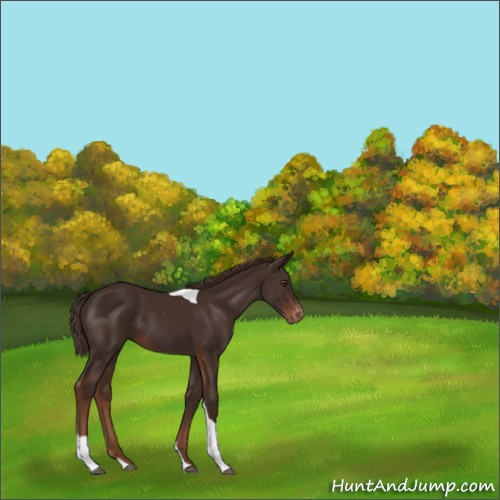 Horse Color:Liver Chestnut Tobiano Appaloosa 