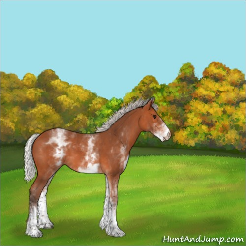Horse Color:White Spotted Silver Bay 