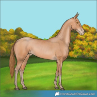 Horse Color:Bay Pearl 