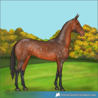 Horse Color:Bay Snowflake Varnish