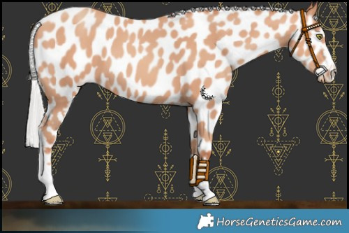 Horse Color:Silver Amber Champagne Appaloosa 