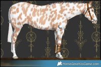 Horse Color:Silver Amber Champagne Near Leopard 