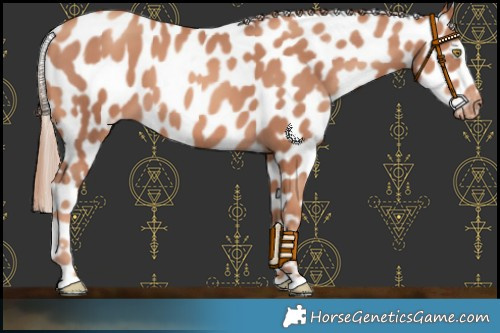 Horse Color:Gold Champagne Appaloosa