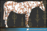 Horse Color:Gold Champagne Leopard 