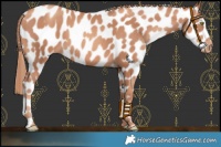 Horse Color:Gold Champagne Appaloosa 