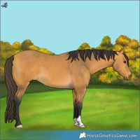Horse Color:Buckskin 