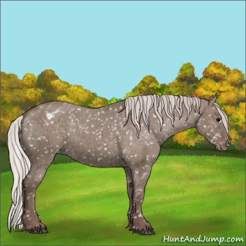 Horse Color:Silver Grullo Appaloosa 