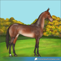 Horse Color:Bay Appaloosa 