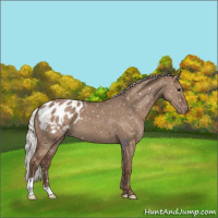 Horse Color:Silver Grullo Blanket 