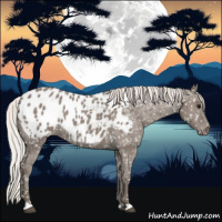 Horse Color:Silver Grullo Appaloosa