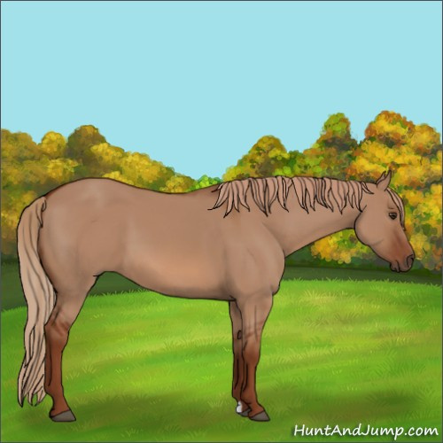 Horse Color:Red Dun 