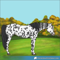 Horse Color:Black Leopard Rabicano 