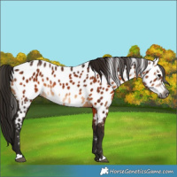 Horse Color:Gray Bay Near Leopard Rabicano 