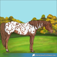 Horse Color:Chestnut Near Leopard 