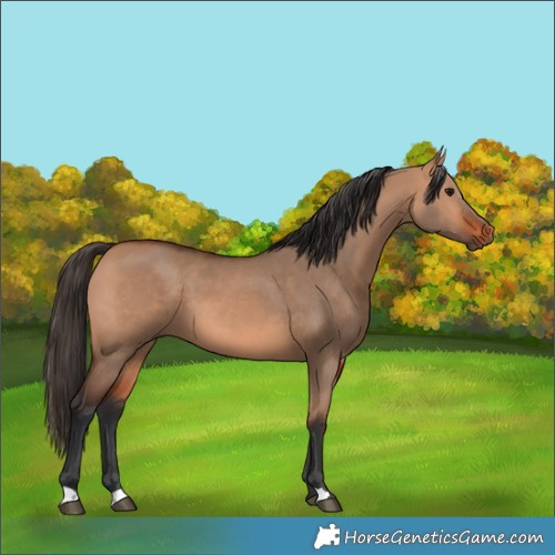 Horse Color:Bay Dun