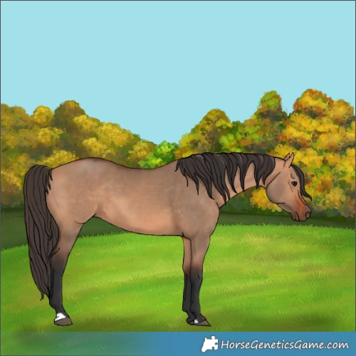 Horse Color:Bay Dun 