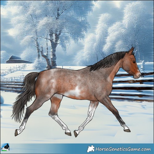 Horse Color:White Spotted Bay Roan Frame