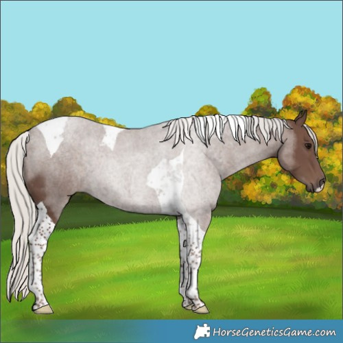 Horse Color:Silver Black Tobiano 