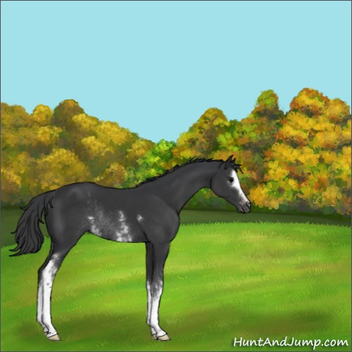 Horse Color:Unknown 