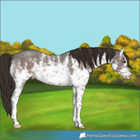 Horse Color:White Spotted Liver Chestnut Sabino Rabicano 
