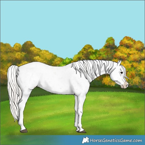 Horse Color:Silver Grullo Appaloosa Rabicano 