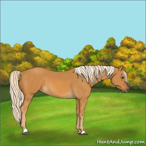 Horse Color:Palomino 
