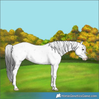 Horse Color:Black Sabino Near Leopard 