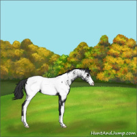 Horse Color:Black Sabino Appaloosa 