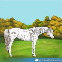 Horse Color:Grullo Sabino Tobiano Near Leopard 