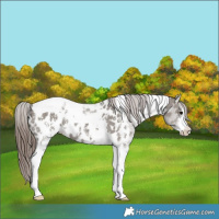 Horse Color:Grullo Sabino Tobiano Appaloosa 