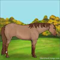 Horse Color:Red Dun