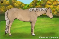 Horse Color:Palomino 