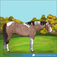 Horse Color:Gray Bay Roan Splash Tobiano 