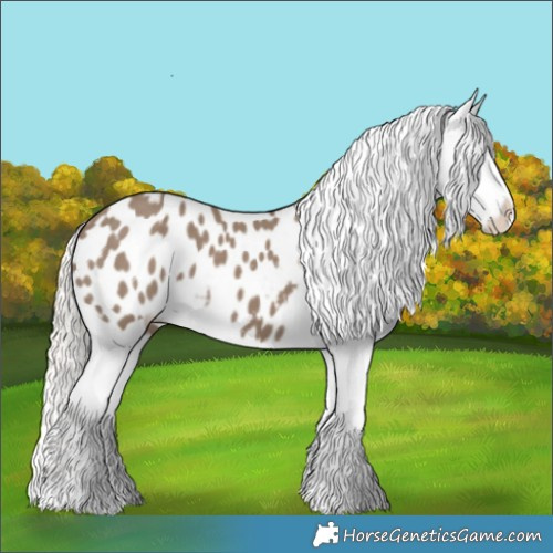 Horse Color:Silver Grullo Appaloosa 