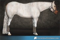 Horse Color:Silver Bay Roan Dun Tobiano 