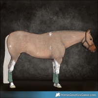 Horse Color:Silver Bay Roan Dun Tobiano 