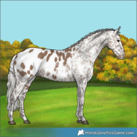 Horse Color:Silver Grullo Blanket 