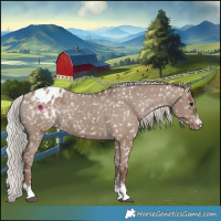 Horse Color:Silver Grullo Appaloosa
